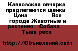 Кавказская овчарка -предлагаются щенки › Цена ­ 20 000 - Все города Животные и растения » Собаки   . Тыва респ.